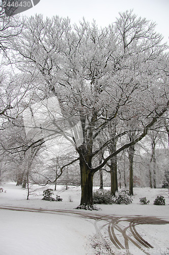 Image of Winter forest