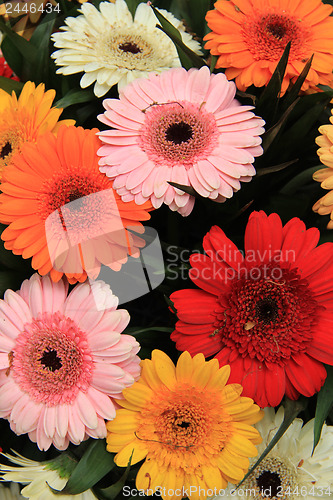 Image of Gerbera bouquet