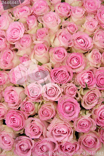 Image of Pink roses in a group