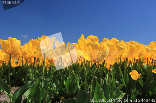 Image of yellow tulips in a field