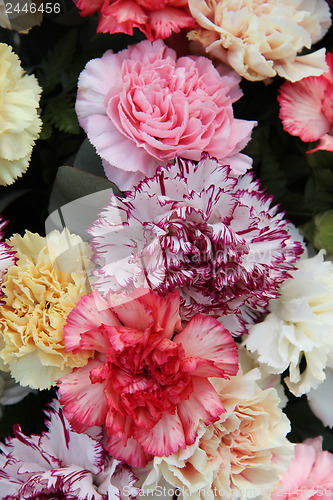 Image of Pastel carnations