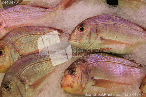 Image of Gilt-head bream