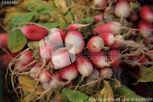 Image of Radish