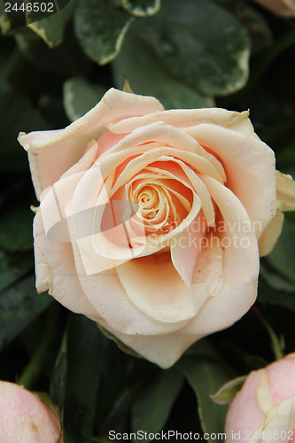 Image of pale pink wedding roses