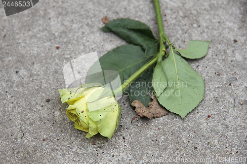 Image of Mourning rose