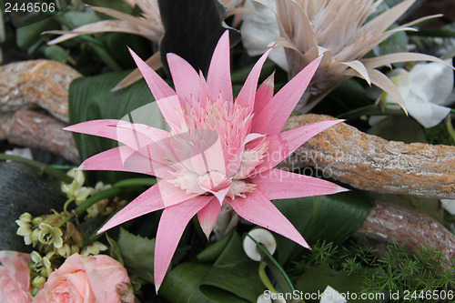 Image of Pink bromelia in a flower arrangement