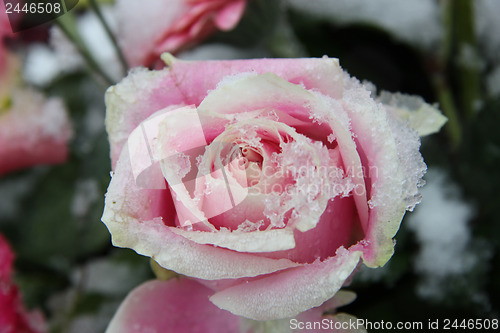 Image of Pink rose, covered in snowflakes