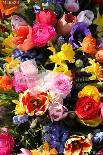 Image of Colorful spring flowers