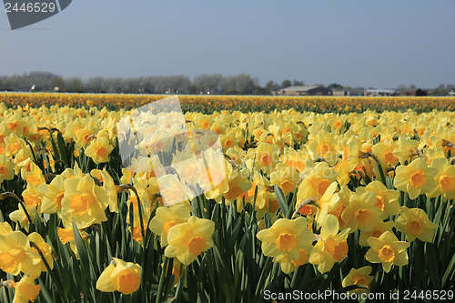 Image of Yellow daffodils in a field
