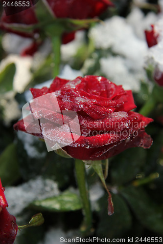 Image of Frosted red rose