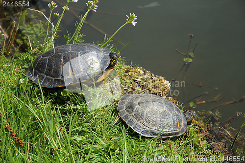 Image of Two turtles near waterside