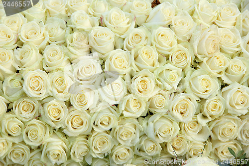 Image of Group of white roses, wedding decorations