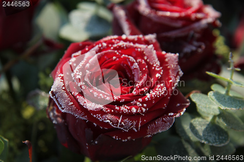 Image of Frosted red rose