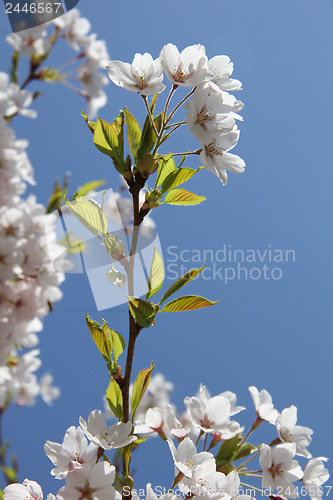 Image of White cherry blossom