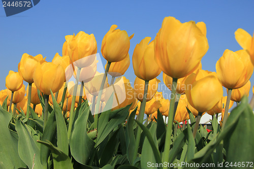 Image of yellow tulips in a field