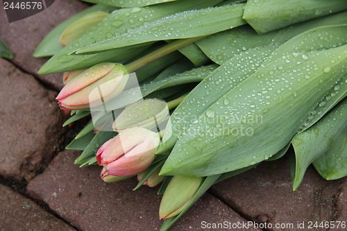 Image of light pink tulips in the rain