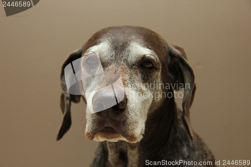 Image of German shorthaired pointer, female