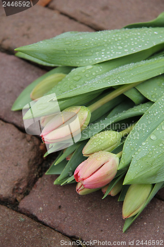 Image of light pink tulips in the rain