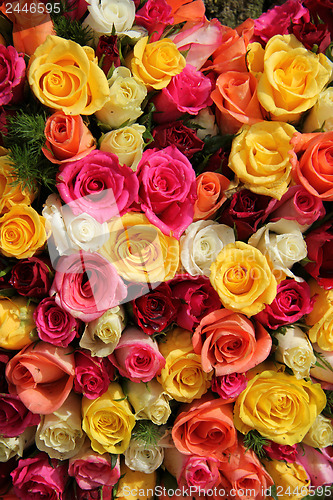 Image of Multicolored roses