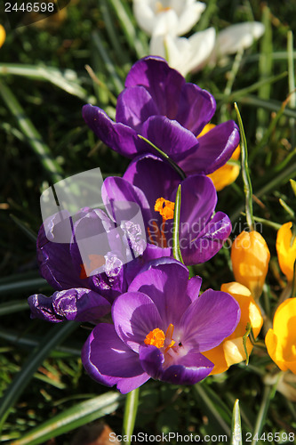 Image of Purple crocusus in spring sunlight