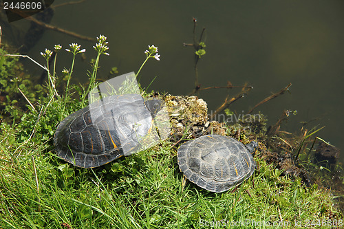 Image of Two turtles near waterside