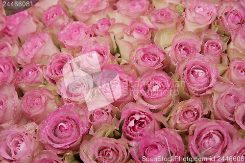 Image of Pink roses in a group