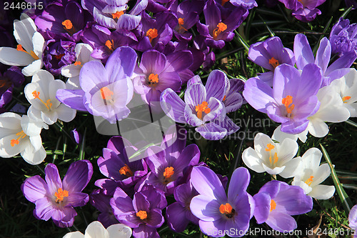 Image of purple and white crocuses in a field