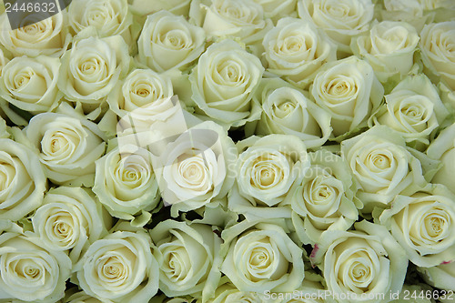 Image of Group of white roses, wedding decorations