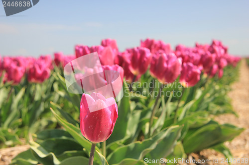Image of purple pink tulips in the sunlight