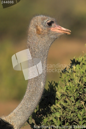 Image of Ostrich neck