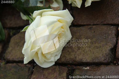 Image of Mourning rose