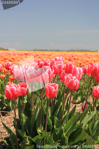 Image of Pink tulips growing on a fiield