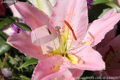 Image of Pink tiger lily