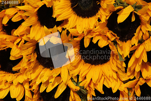 Image of Big group of sunflowers