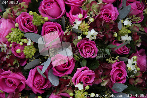 Image of purple pink roses