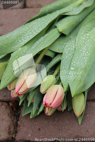 Image of light pink tulips in the rain