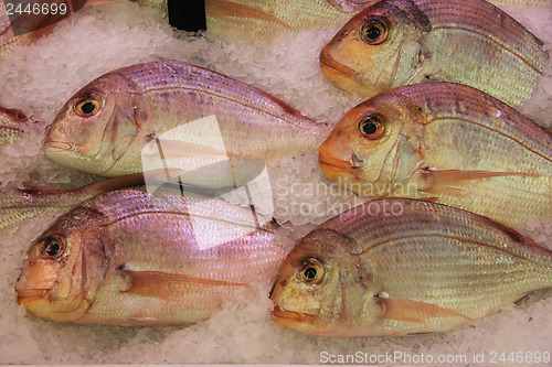 Image of Gilt-head bream