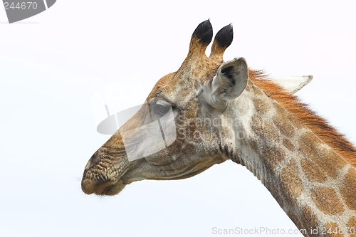 Image of Giraffe Head