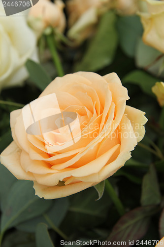 Image of Big yellow rose