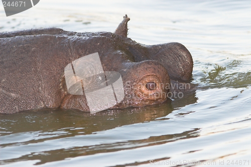 Image of Hippo