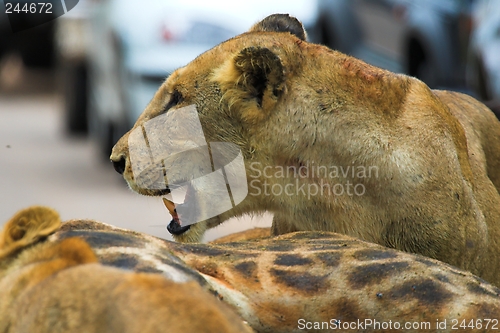 Image of Angry lioness