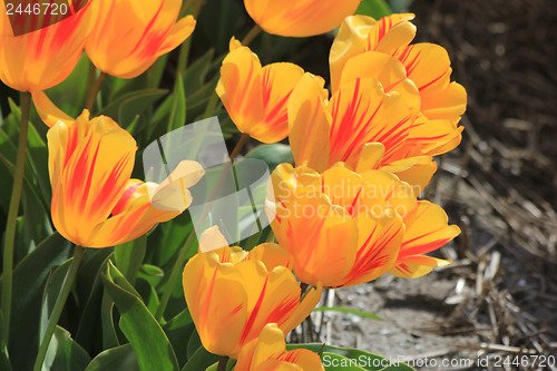 Image of yellow tulips with a touch of red