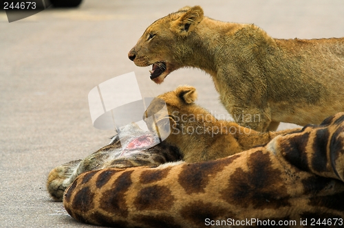 Image of Cub Feeding