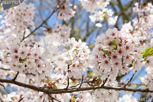 Image of White cherry blossom