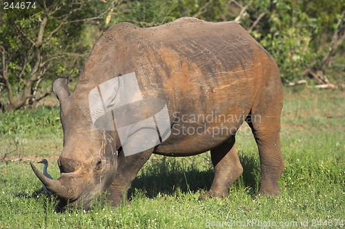 Image of Rhino