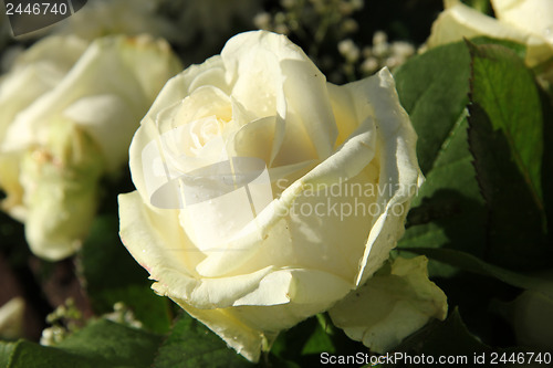 Image of White bridal roses in sunlight