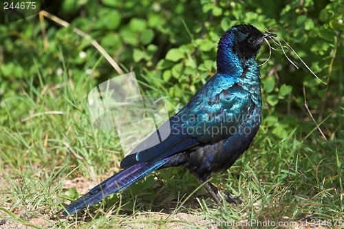 Image of Starling