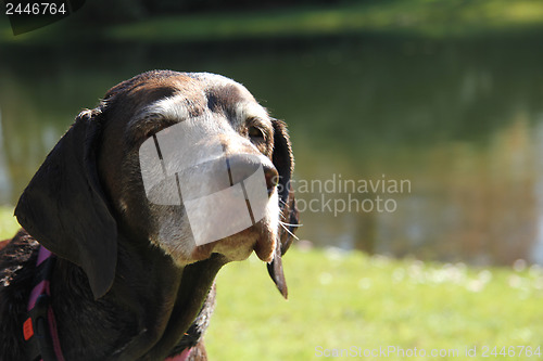 Image of German shorthaired pointer, female, wet after swimming in a pond