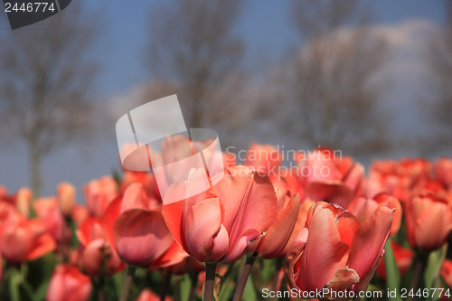 Image of Pink tulips