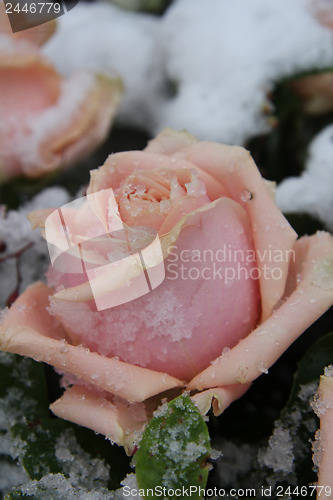 Image of Snow covered pink rose